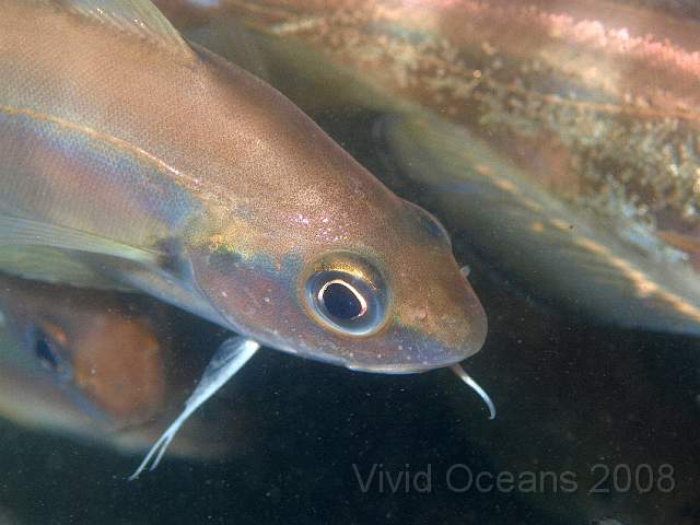 PA278878.jpg - Bib - Trisopterus luscus - have a deepish body, lower jaw barbel, arched lateral line and usually stripes. This younger one has a beatiful sheen, the older one behind has bronze stripes
