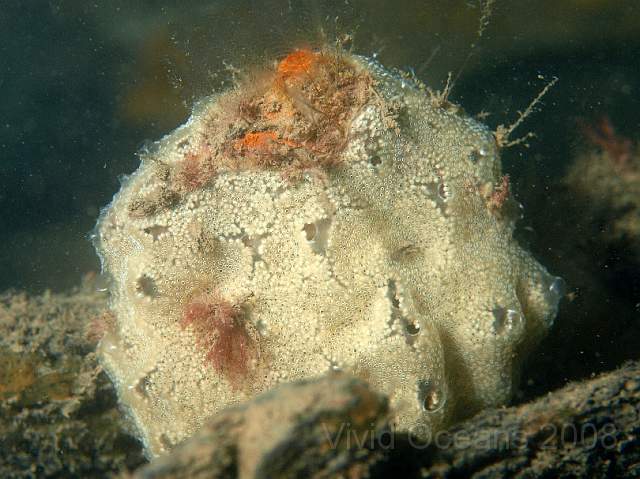 PA278879.jpg - Another colony of sea squirts - could be Diplosoma spongiforme hiding an egg or something