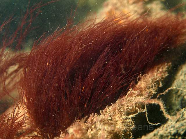 PA278880.jpg - Red algae - as with almost all algae there's not much ID material