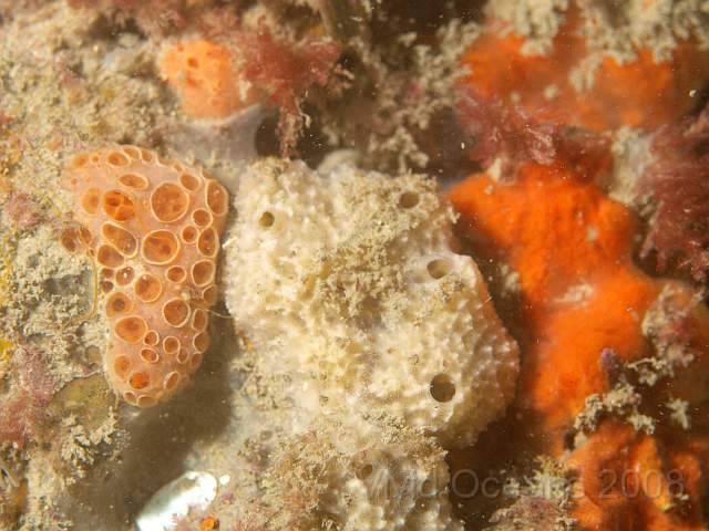 PA278881.jpg - A selection of sponge - Crater - Hemimycale columella, Goosebump - Dysidia fragilis and Orange encrusting (thats a mystery)