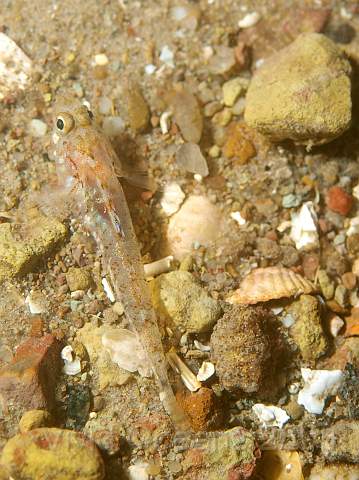 PA278882.jpg - Sand Gobies - Pomatoschistus minutus -are small and often very numerous on a sandy bottom