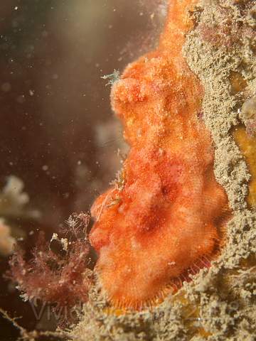 PA278884.jpg - Pumice Bryozoan - Cellepora pumicosa