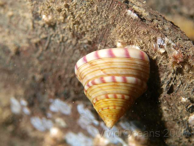 PA278889.jpg - Painted Topshell - Calliostoma zizyphinum