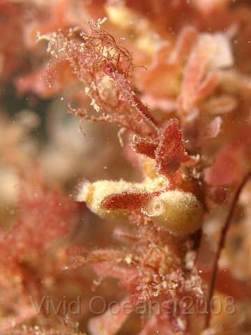 PA278891.jpg - Purse sponges - Scypha ciliata