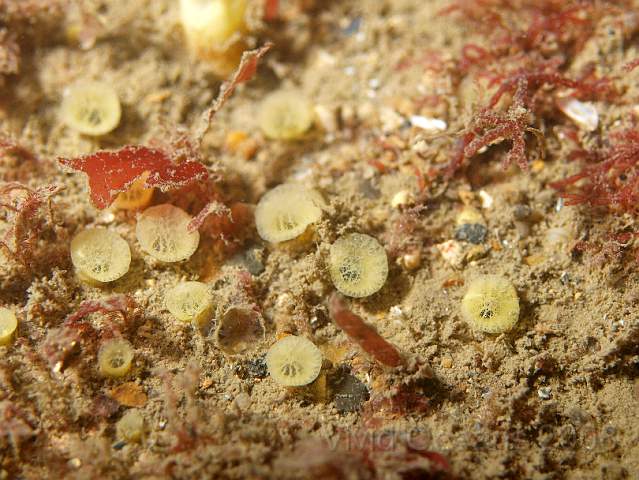PA288972.JPG - These little yellow 'mushrooms' are the pore sieves of a Boring Sponge - Cliona celata - which is in the underlying rock