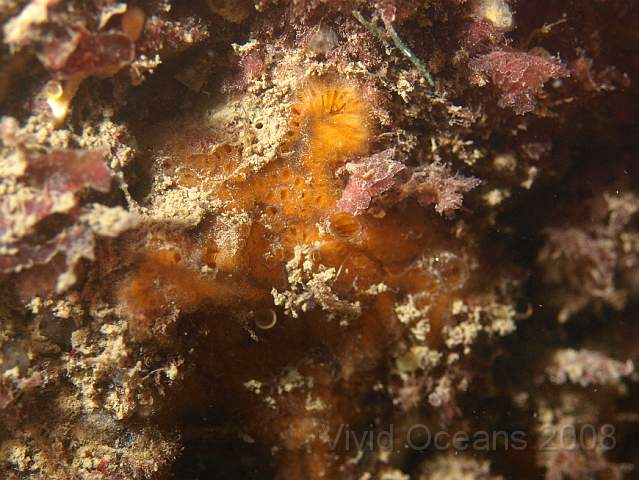 PA288999.JPG - This orange splodge is a colonial sea squirt, you can see the individuals under a clear cover with occassional large holes