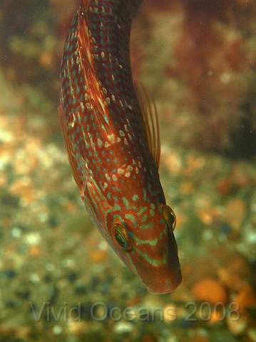 PA289008.jpg - A nosey Corkwing Wrasse - Crenilarus melops