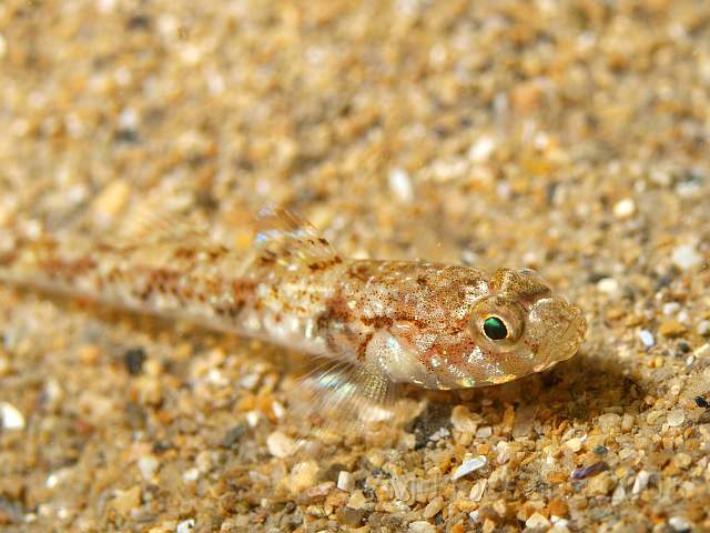 PA289026.jpg - Sand Gobies are tiny
