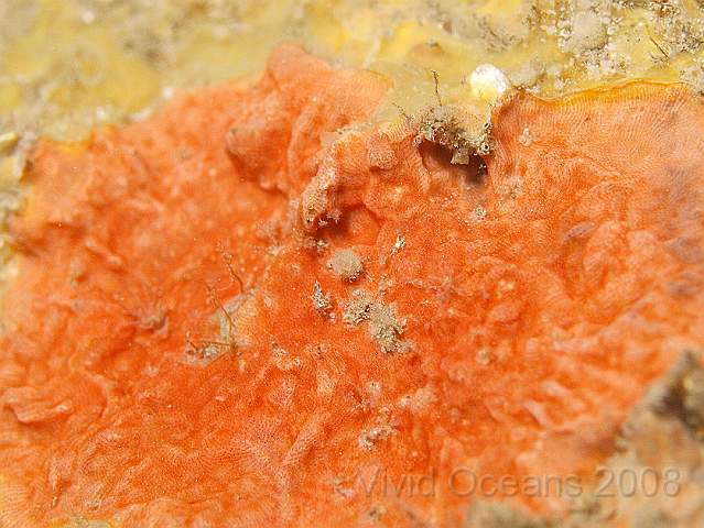 PA288898.JPG - This orange patch is a bryozoan, not a sponge. Perhaps Cellepora pumicosa the orange Pumice Bryozoan, bit it seems a bit flat