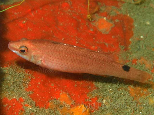 PA288913.JPG - A Goldsinny Wrasse - Ctenolabrus rupestris
