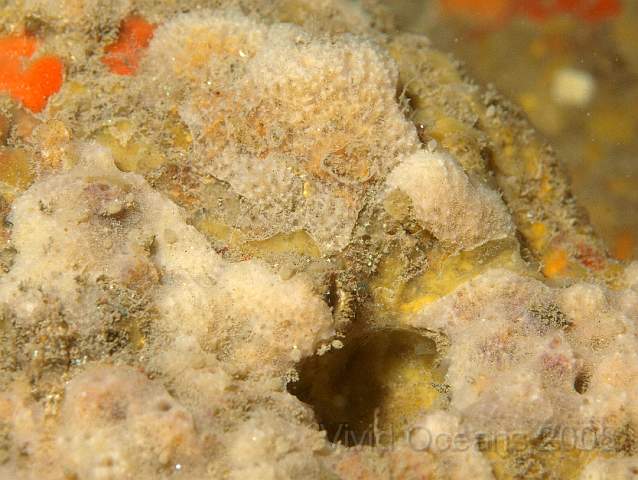 PA288914.JPG - Sponge assortment : Goosebump - Dysidea fragilis - at the back