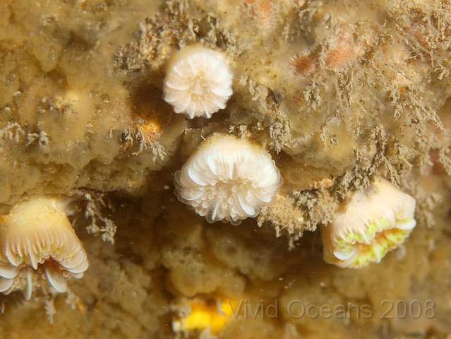PA288922.JPG - Devonshire cup corals - Caryophyllia smithii