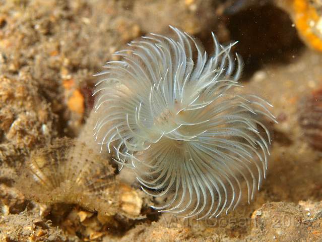 PA288924.JPG - A pair of worms - the white one is Bispira volutacornis