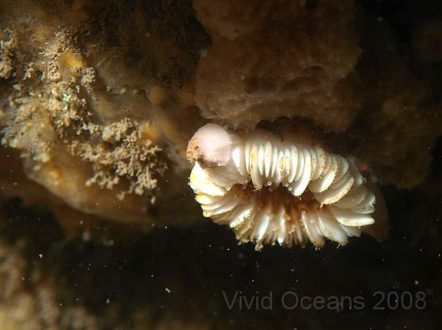 PA288925.JPG - Devonshire cup coral - Caryophyllia smithii - with a parasitic barnacle - Boscia anglica