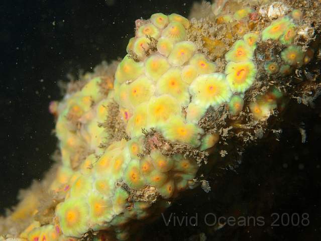 PA288928.JPG - All the Jewel Anemones - Corynactis viridis - we saw were retracted