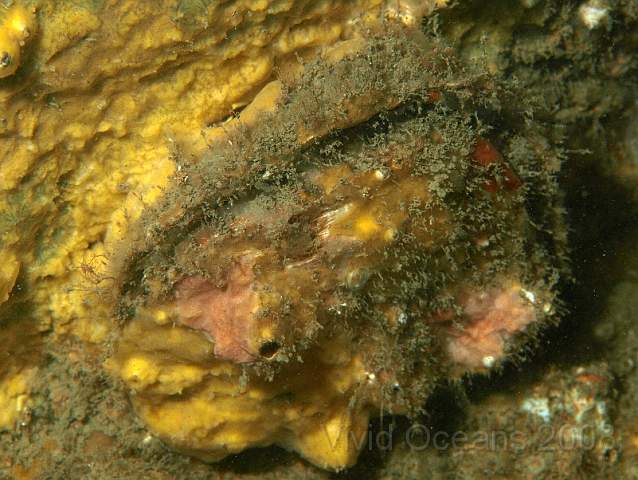 PA288936.JPG - Ugly Oyster - too covered in Breadcrumb Sponge - Halichondria panicea to clearly ID