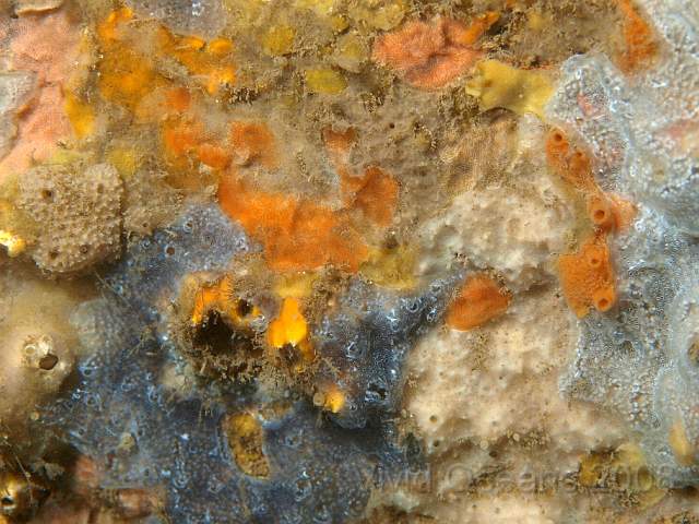 PA288937.JPG - An assortment of squirts (grey/blue) and sponges (orange, yellow and beige)