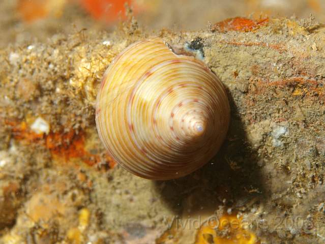 PA288940.JPG - Painted Topshell - Calliostoma zizyphinum