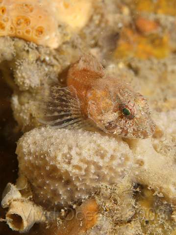 PA288948.jpg - Worth another photo I think - juvenile Scorpion Fish - Taurulus Bubalis