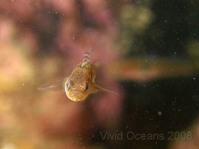 PA288959.JPG - A Two Spotted Goby - Gobiusculus flavescens - head on!
