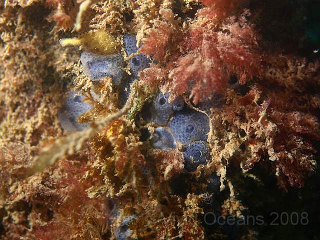 PA288961.JPG - Oh no! More colonial sea squirts (the blue stuff) - probably Didemnum spp.