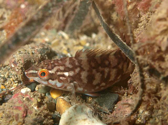 PA288967.JPG - A little Corkwing Wrasse - Crenilabrus melops - different colouring from adults, as with many fish