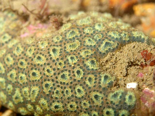 PA288968.JPG - A patch of Star Ascidian - Botryllus schlosseri - another colonial sea squirt