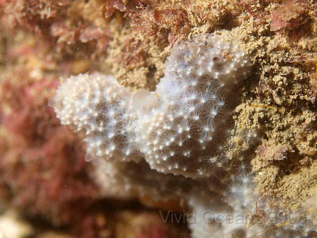 PA288975.JPG - Some Goosebump sponge - Dysidea fragilis. the web of lines can be more or less noticeable