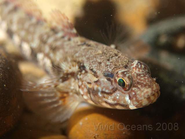 PA288979.JPG - Small gobies are tricky but this is probably a Painted Goby - Pomatoschistus pictus