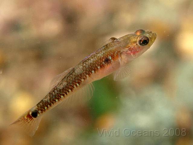 PA288980.JPG - Side view of a Two Spotted goby - Gobiusculus flavescens - with a hitch hiking Sea Louse just behind his head