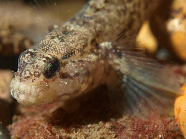 PA288991.JPG - So this is probably a Painted Goby - Pomatoschistus pictus - too