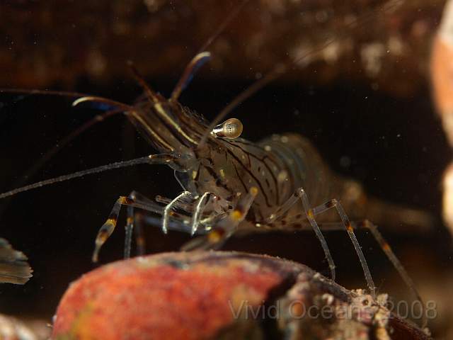PA288994.JPG - Common Prawn - Paleamon serratus