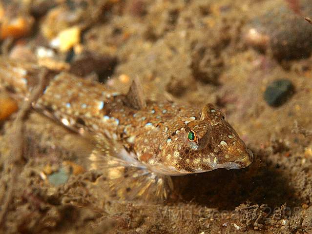 PA289012.jpg - Common Dragonet - Callionymus lyra
