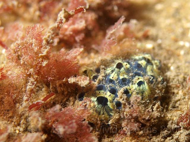 PA289021.jpg - The start of a Star Ascidian - Botryllus schlosseri