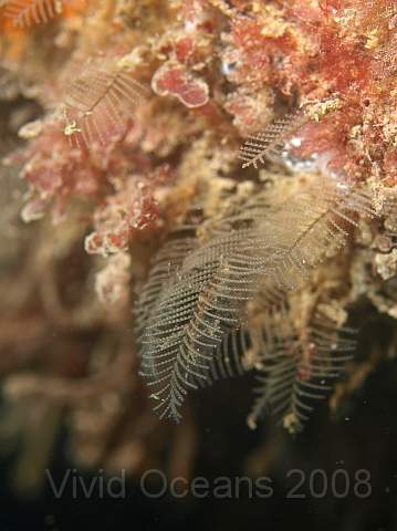 PA289032.jpg - Some very delicate feathery hydroids