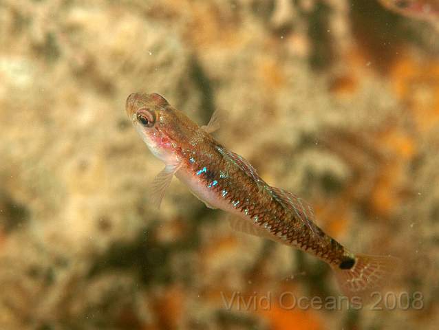 PA289040.jpg - A more colourful Two Spotted goby - Gobiusculus flavescens