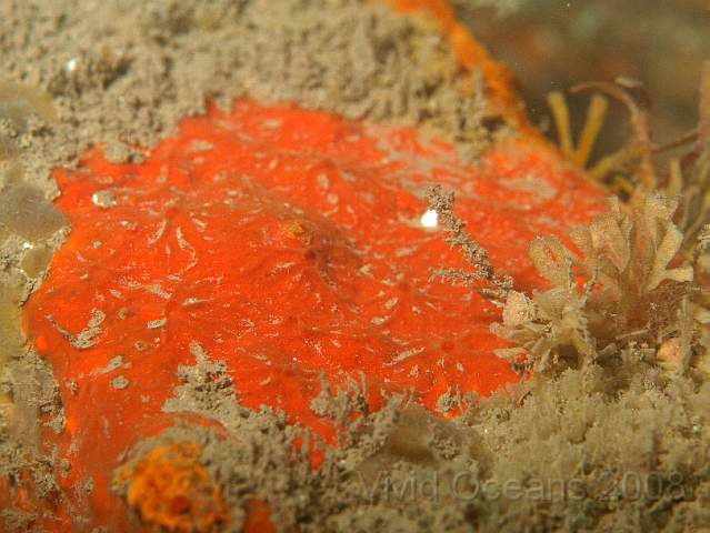 PA289045.jpg - An orange encrusting sponge