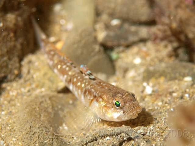 PA289050.jpg - Rather a nice Painted Goby - Pomatoschistus pictus