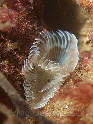 PA289052.jpg - The two spirals are clear here - Bispira volutacornis