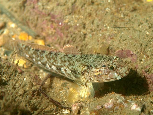 PA289066.jpg - ??? Goby