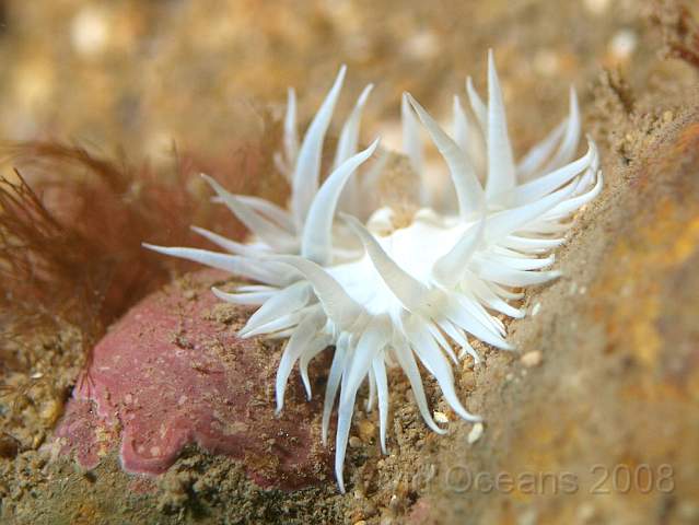 PA289069.jpg - Hmmmm, Sargatia or Actinothoe anemone? We'd have to tickle it and look at its stalk!