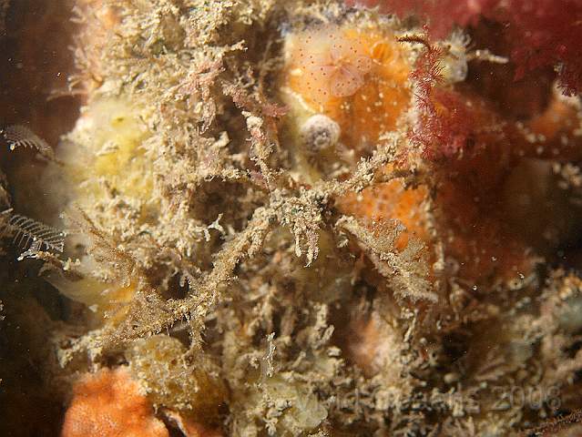PA299130.jpg - Hmmm, just weed? Nope, there's a Macropodia (weedy not spongy) spider crab dead centre