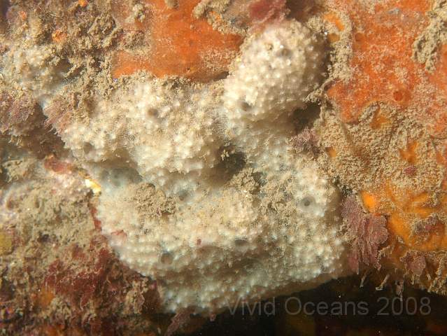 PA299201.jpg - Goosebump Sponge - Dysidia fragilis