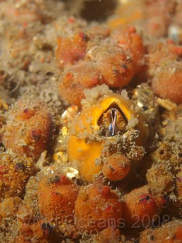 PA299092.jpg - One big barnacle surrounded by orange sea squirts - probably Dendrodoa grossularia