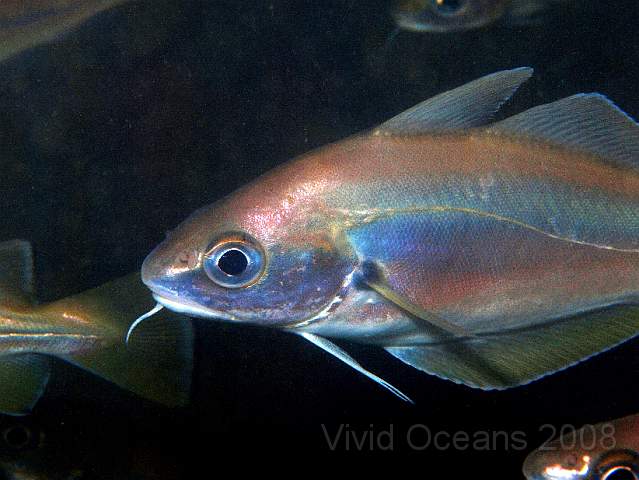 PA299109.jpg - Bib - Trisopterus luscus