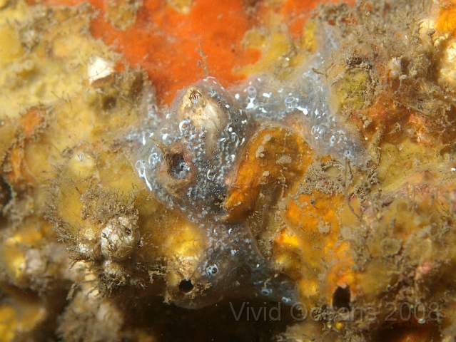 PA299110.jpg - Barnacles with a light dressing of Diplosoma spongiforme - the spongy sea squirt