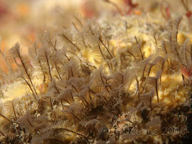 PA299123.jpg - Feathery hydroids