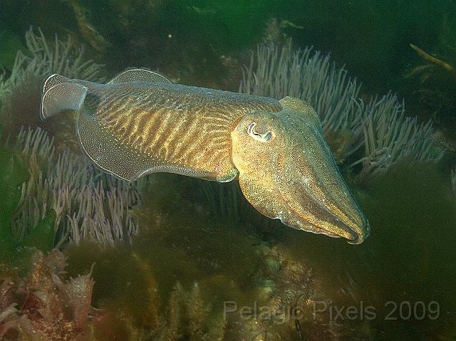 DW219354.JPG - We only saw one cuttlefish - a Common cuttlefish - Sepia officinalis