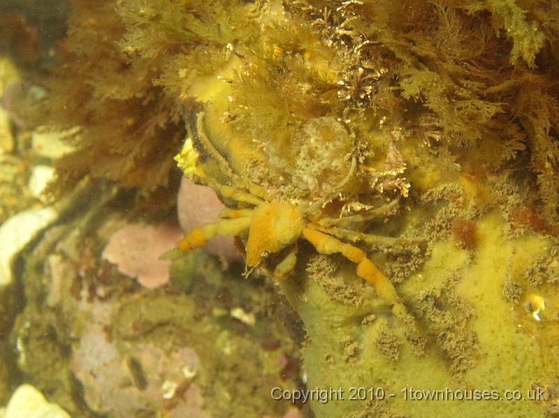 IMG_0506.JPG - A sponge spider crab - Inachus spp - having a nervous bounce. The stuff between his back legs is a communal squirt - Sidnyum turbinatum