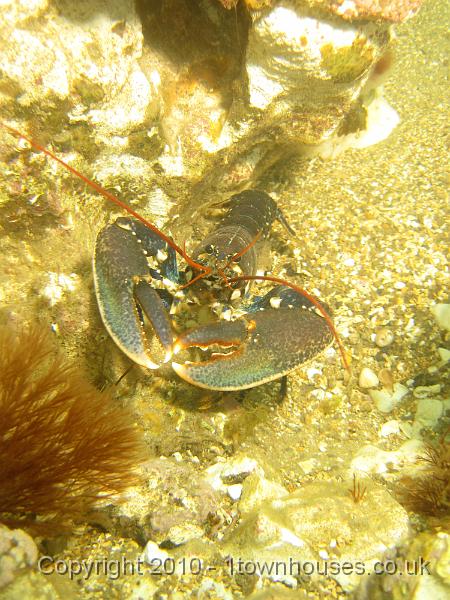 IMG_0548.JPG - Common lobster - Homarus gammarus - begging for chips